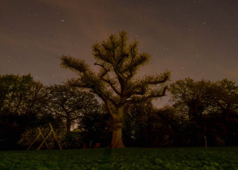 A tree and the night sky taken by Dr Steve Essex.